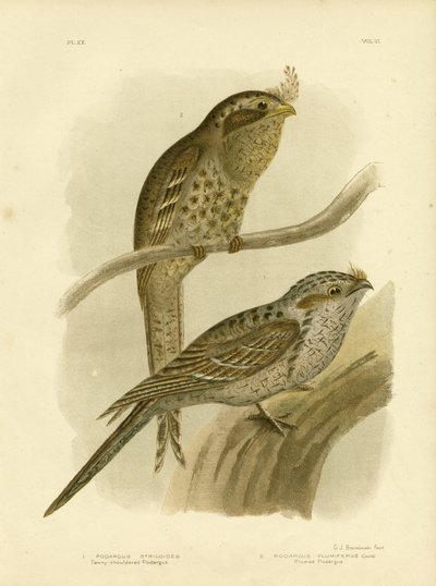 Podargo de hombros pardos o Tawny Frogmouth, 1891 de Gracius Broinowski